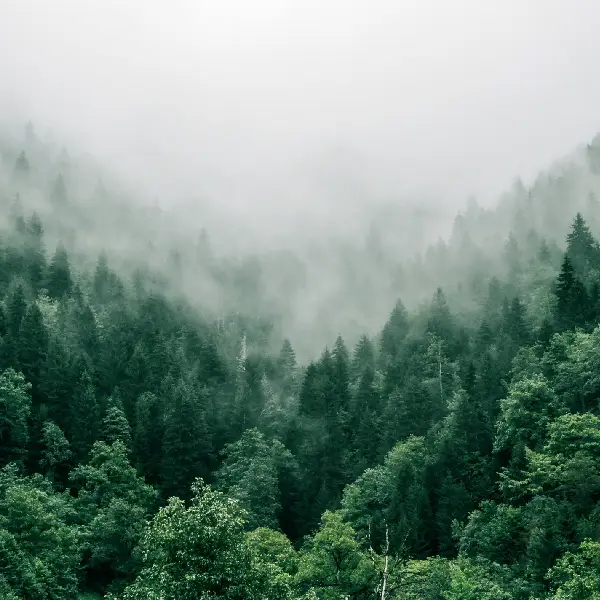 Forêt brume montagne